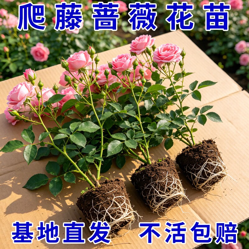 云南直发10棵藤本月季蔷薇花苗爬藤耐寒耐热庭院植物小苗当季可种