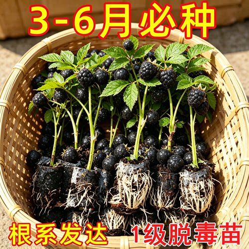 云南基地直发无刺一级脱毒黑泡黑锁梅树莓无刺庭院果苗新手易种植