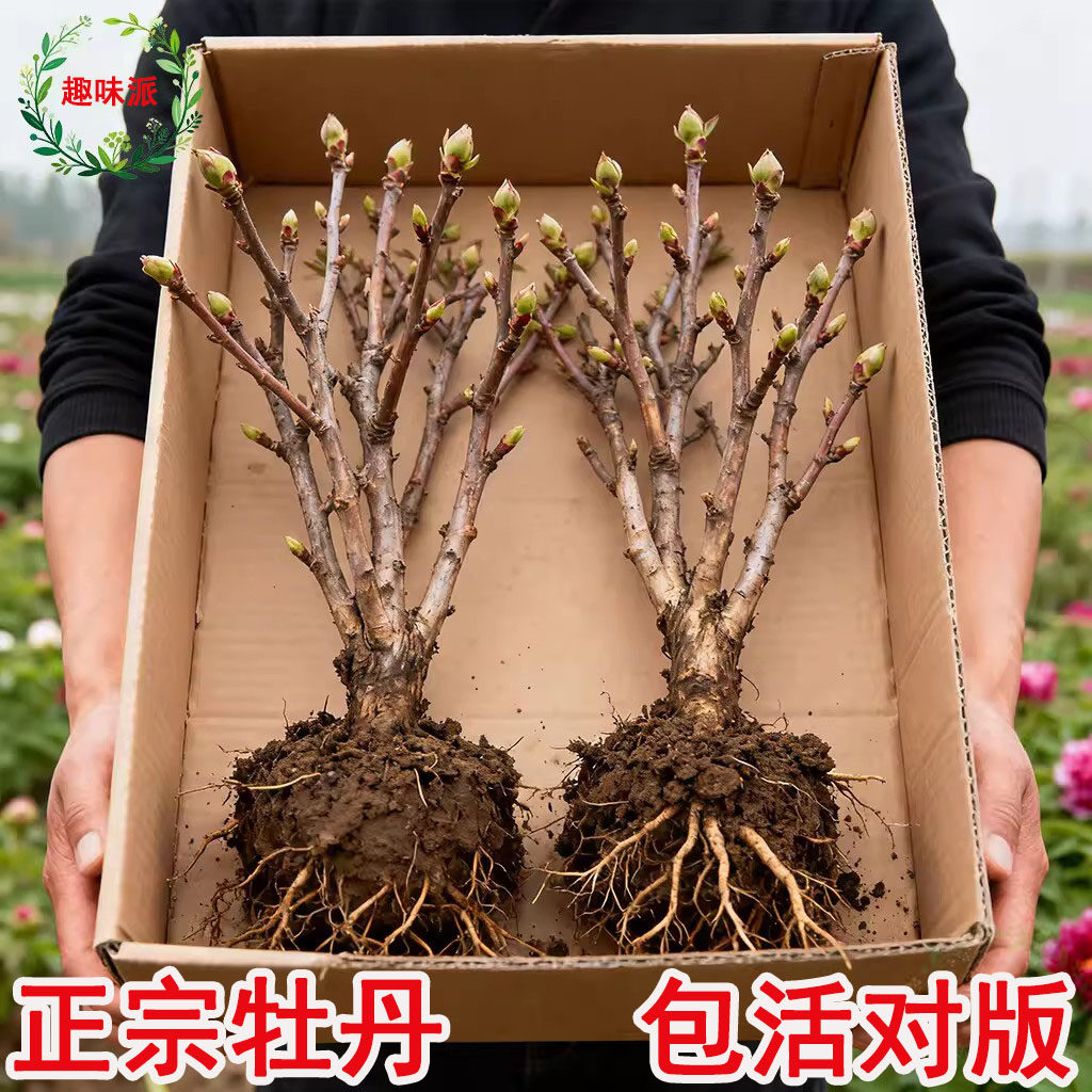 易活好养正宗洛阳牡丹花苗大苗花卉植物缠枝牡丹客厅盆栽庭院树苗,鲜花速递/花卉仿真/绿植园艺,水生植物,淘宝优惠券,粉丝福利购,淘宝优惠卷