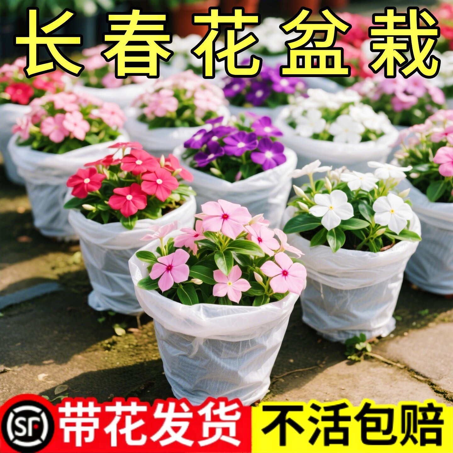 长春花盆栽重瓣大花带花苞春花苗室内阳台盆栽植物鲜花卉云南直发