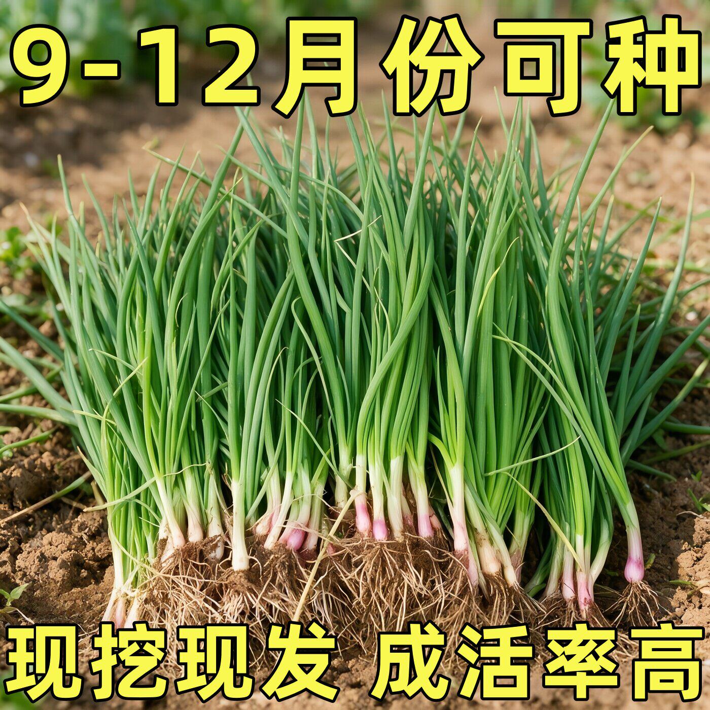 水果洋葱秧苗山东寿光紫皮洋葱苗带根二红扁圆红皮洋葱头苗子耐寒