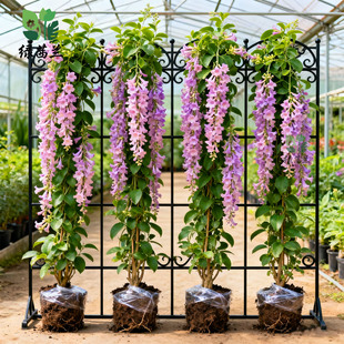 蒜香藤花苗紫玲藤爬藤植物盆栽庭院阳台耐寒垂吊花卉绿植