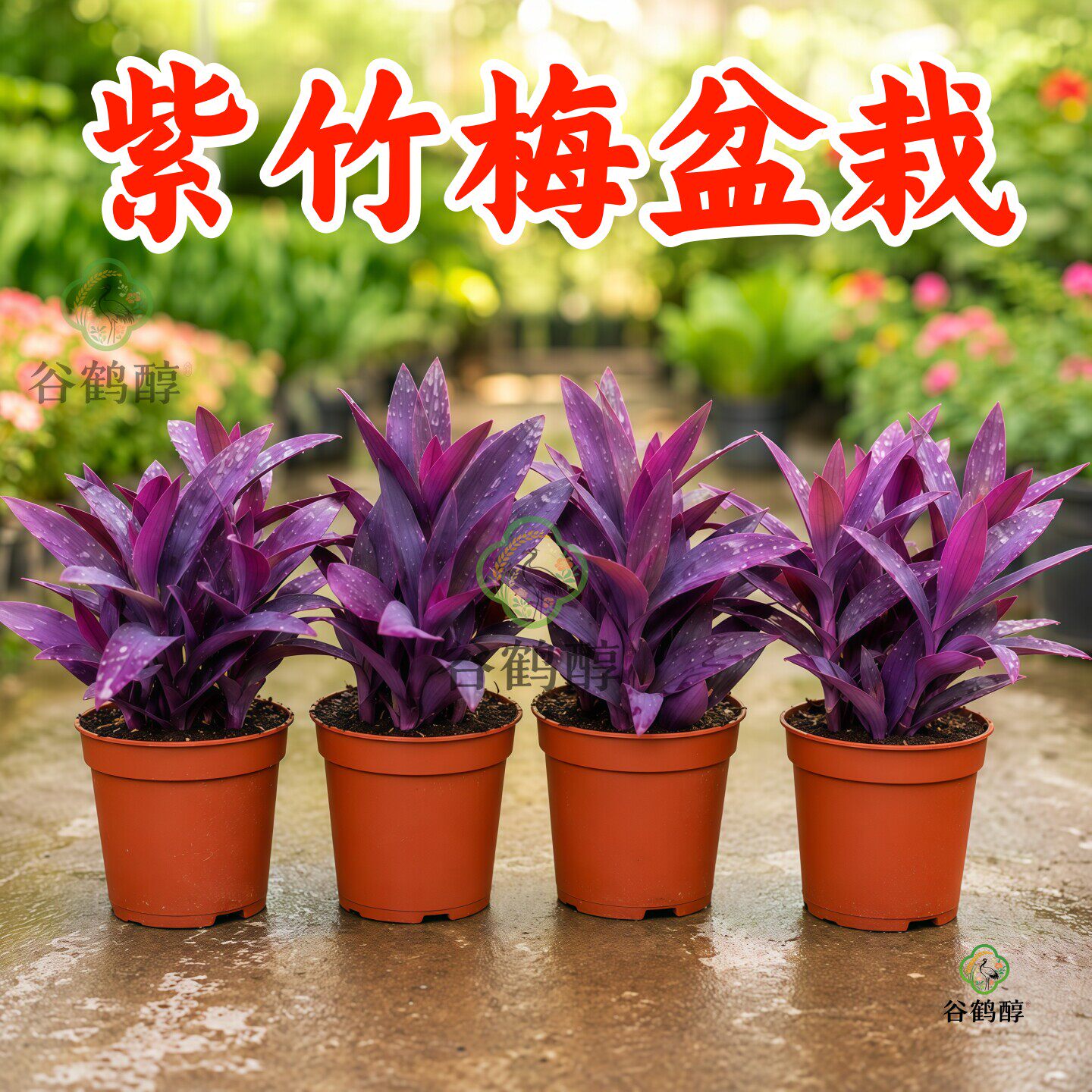 紫竹梅盆栽花苗室内庭院紫竹梅花卉植物好养花盆栽紫色吊兰紫竹梅