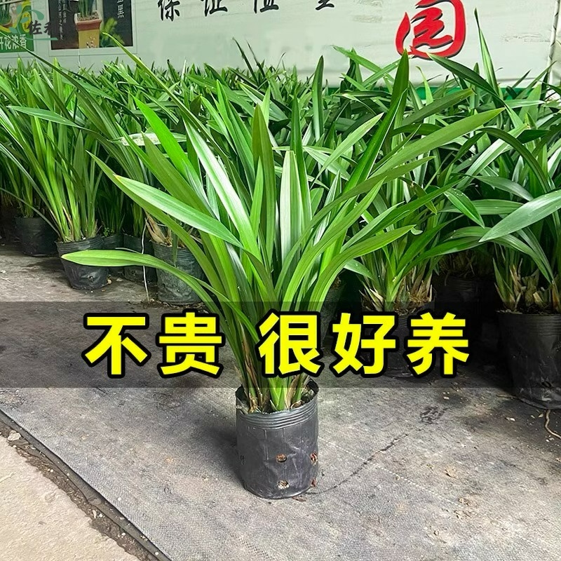 墨兰兰花苗精品花卉盆栽室内阳台浓香绿植物金边企黑四季耐寒好养
