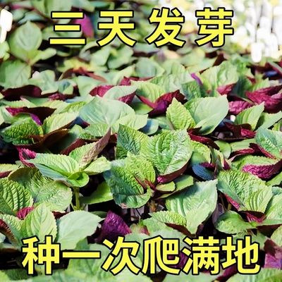 紫苏种子可食用双面红紫苏籽大叶紫苏种孑四季耐热阳台盆栽蔬菜种