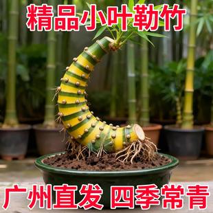 小叶簕竹老桩带芽宝塔勒竹头根竹子禅意盆栽庭院室内好养易活盆景