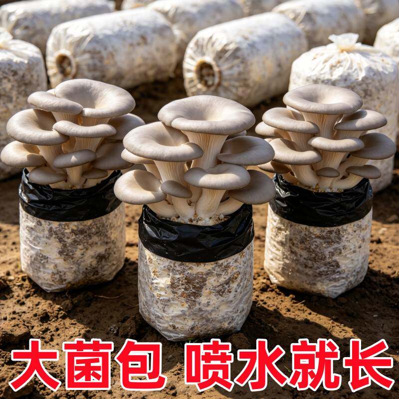 蘑菇菌包平菇四季菌包好养菌菇包种植包食用菌菌棒食用菌种苗
