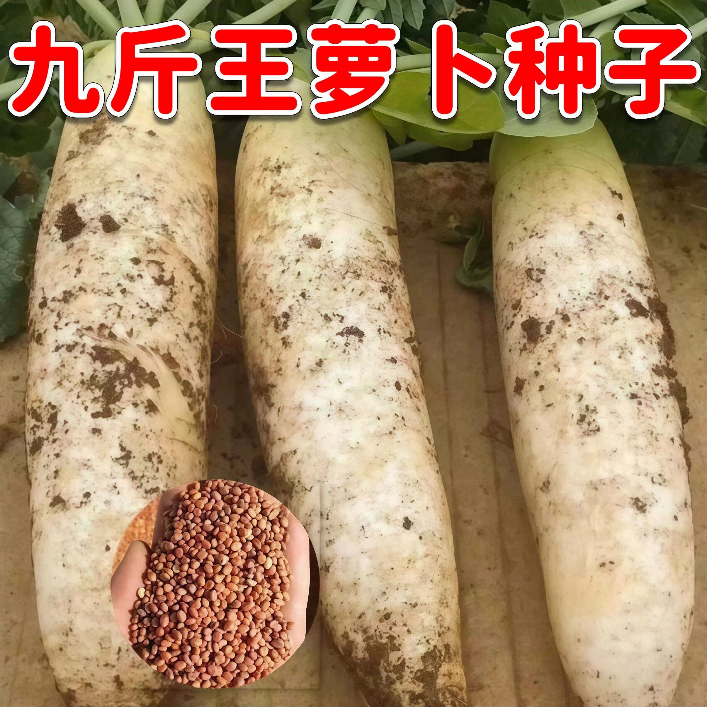 九斤王白萝卜种子特大不易空心不易老白萝卜蔬菜种籽四季秋季耐寒