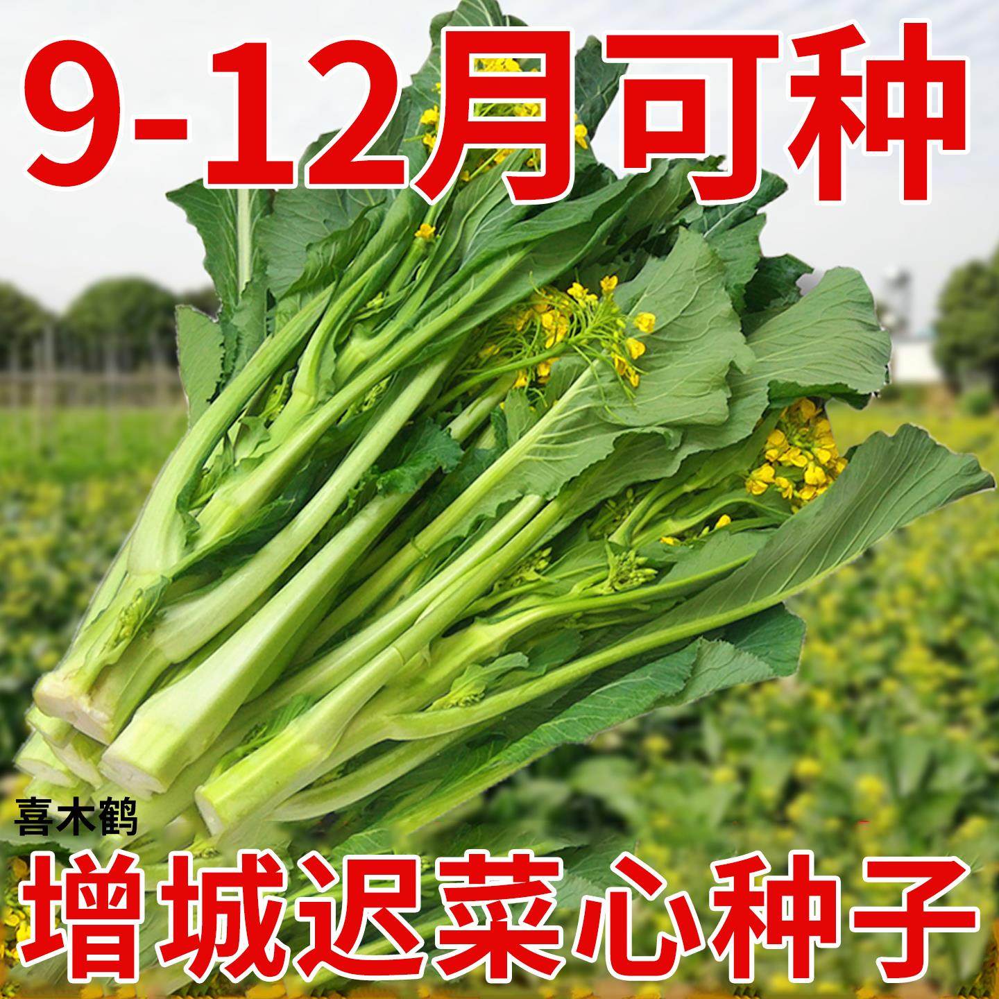 增城迟菜心种子广东菜苔好吃甜脆多笋迟花甜菜心庭院菜园蔬菜种苗,鲜花速递/花卉仿真/绿植园艺,红掌/凤梨/温室花卉,淘宝优惠券,粉丝福利购,淘宝优惠卷