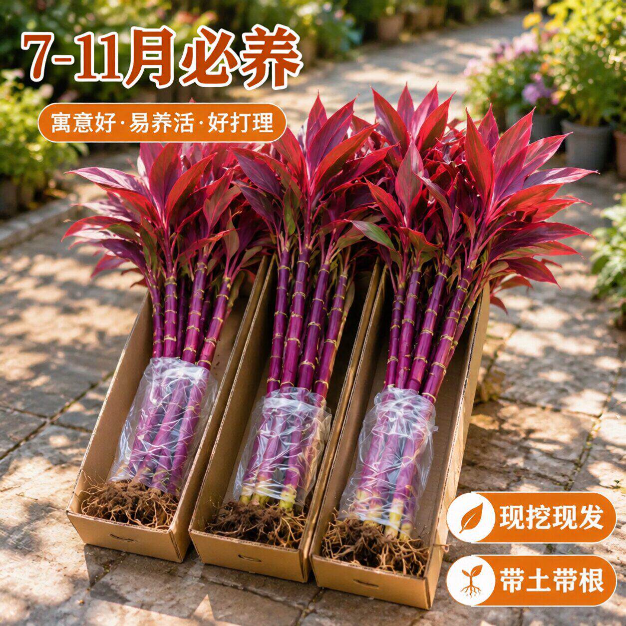 富贵竹紫竹水培植物鸿运特粗杆大颗叶风水发财树节节高升客厅招财