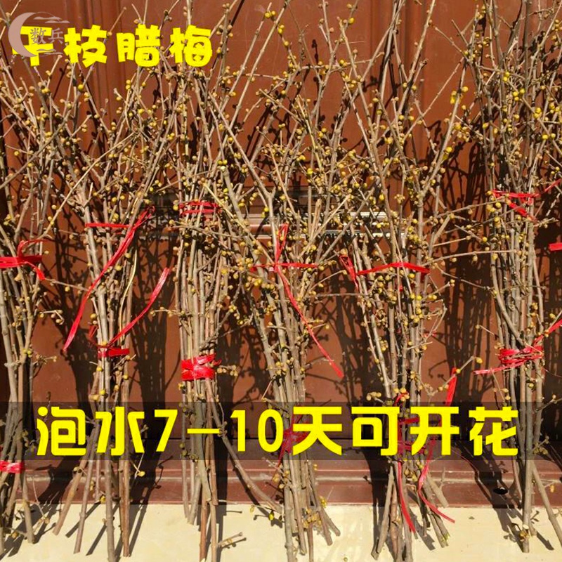 干枝腊梅花苞素心腊梅鲜花水培植物耐寒好养浓香腊梅遇水开花植物