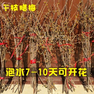 干枝腊梅花苞素心腊梅鲜花水培植物耐寒好养浓香腊梅遇水开花植物