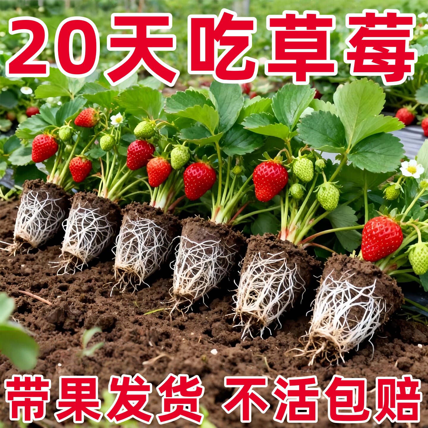 草莓苗四季盆栽食用奶油隋珠红颜白雪穴盘苗果苗南北阳台种植好养