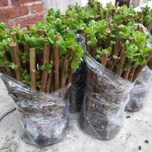 枸杞菜苗爆款家庭阳台可吃盆景树苗庭院枸杞叶新鲜食用当季苗