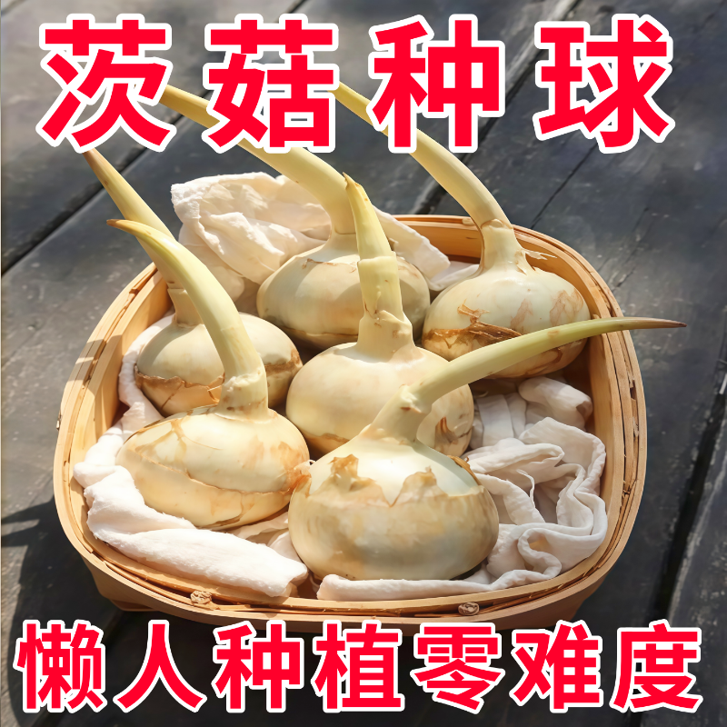 懒人净化鱼缸茨菇种球慈菇水培水生室内四季植物燕尾慈菇池塘水草,鲜花速递/花卉仿真/绿植园艺,水生植物,淘宝优惠券,粉丝福利购,淘宝优惠卷