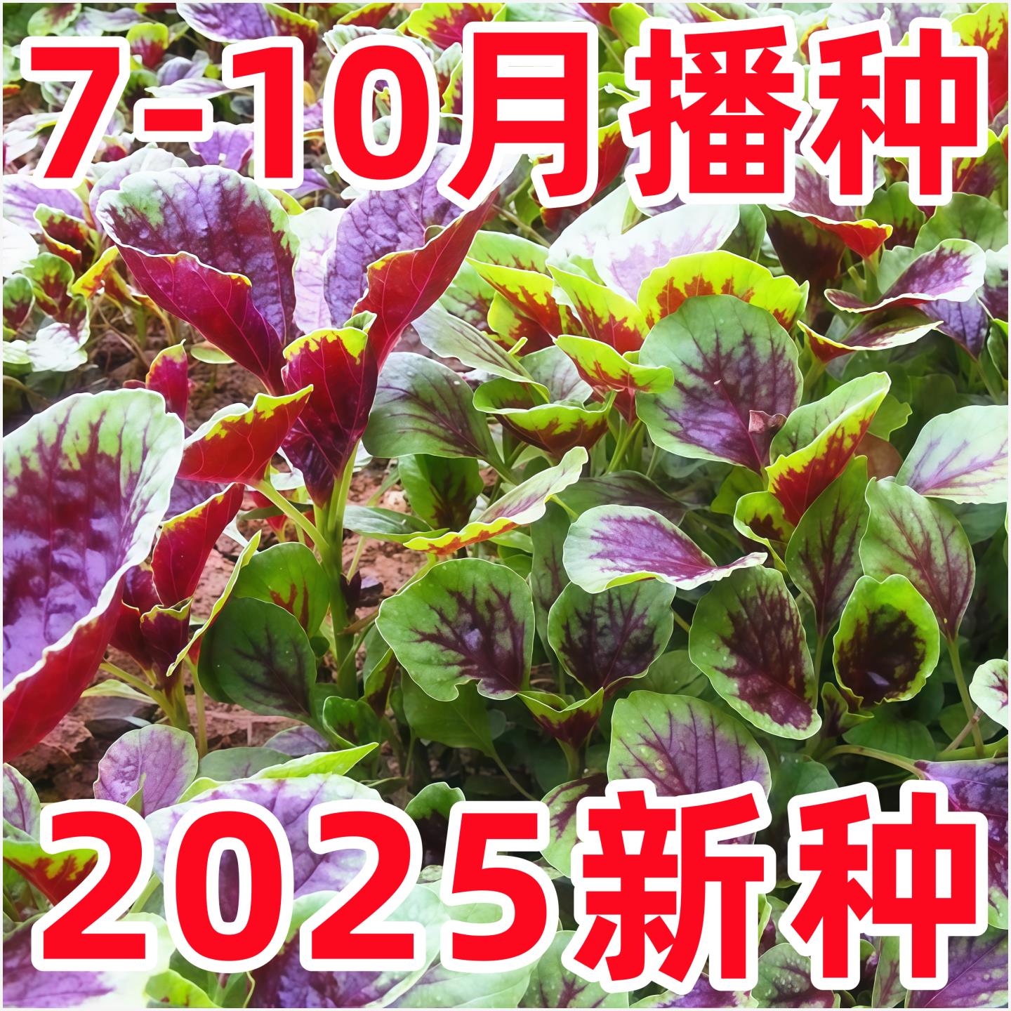 苋菜种籽老品种大圆叶全红苋菜种子四季种植农家汉菜种籽蔬菜大全
