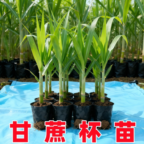 一代脱毒甘蔗苗黑皮黄皮青皮甘蔗种苗组培苗培育出来带营养杯发货