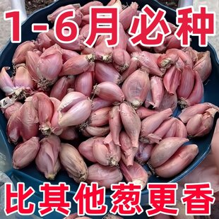 四川农家新鲜红葱头种盆栽干香小葱头葱种香葱头子葱果子熬葱油