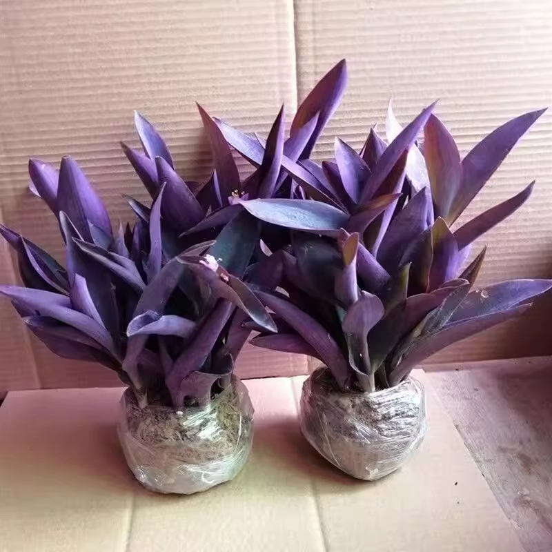 紫竹梅盆栽苗油画吊兰垂吊植物室内耐阴绿植花卉四季好养紫罗兰