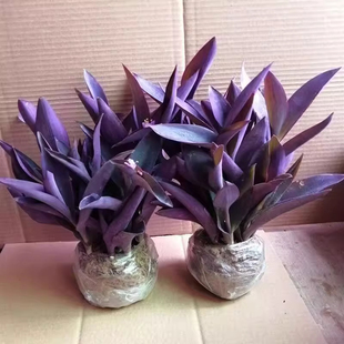 紫竹梅盆栽苗油画吊兰垂吊植物室内耐阴绿植花卉四季好养紫罗兰