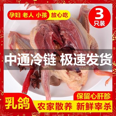 鸽子新鲜现杀鲜活土鸽子农家散养鸽子肉炖煲汤乳鸽生鲜非老鸽子