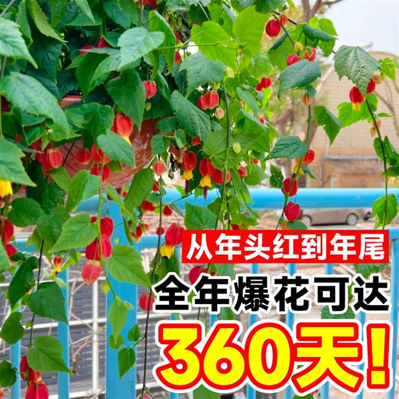 灯笼花盆栽四季开花苗爬藤植物阳台室内外倒挂金钟花卉树苗风铃花