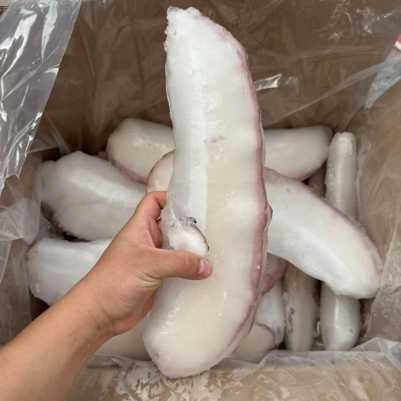 大墨鱼边带冰20斤生冻肉厚边