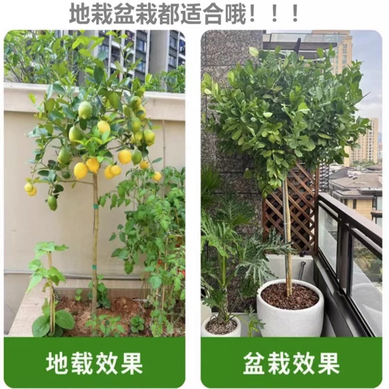 香水柠檬树盆栽带果可食用阳台庭院种植四季结果广东无籽青柠檬苗
