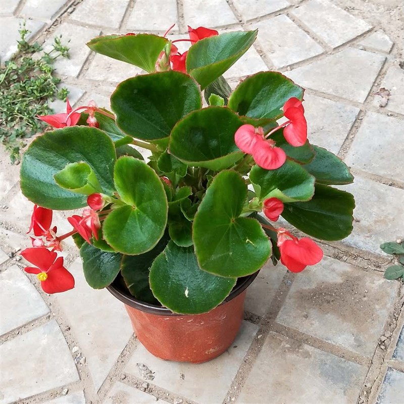 四季海棠丽格海棠花盆栽室内庭院四季开花秋海棠玻璃翠大花重瓣