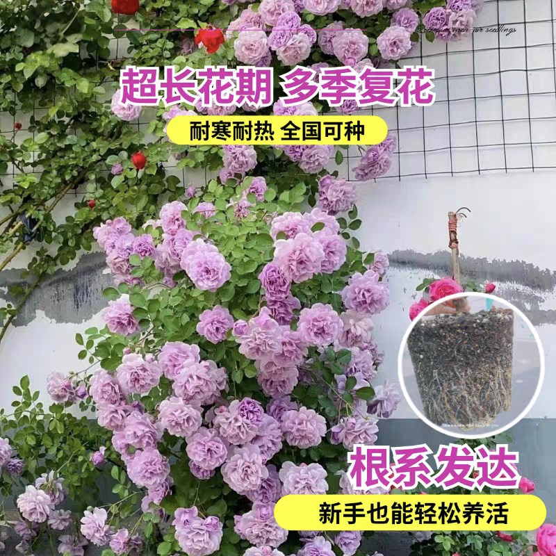蓝色阴雨藤本月季大苗蔷薇花苗爬藤四季开花阳台庭院花卉植物玫瑰