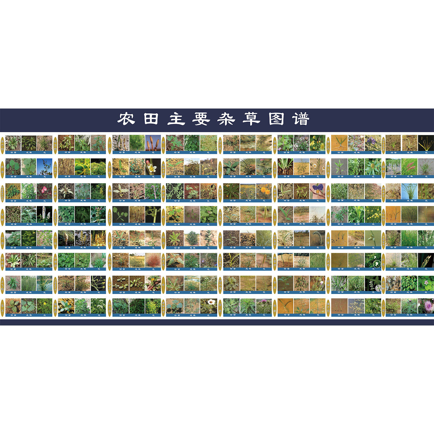 农田常见杂草图谱海报墙贴挂图常见病虫害杂草图谱病虫害防治海报,个性定制/设计服务/DIY,写真/海报印制,淘宝优惠券,粉丝福利购,淘宝优惠卷