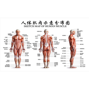 医院诊所人体肌肉分布示意图人体骨骼结构图海报宣传贴画人体图