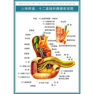 人体内脏解剖系统示意图人体内脏器官结构图全身医学宣传挂图海报