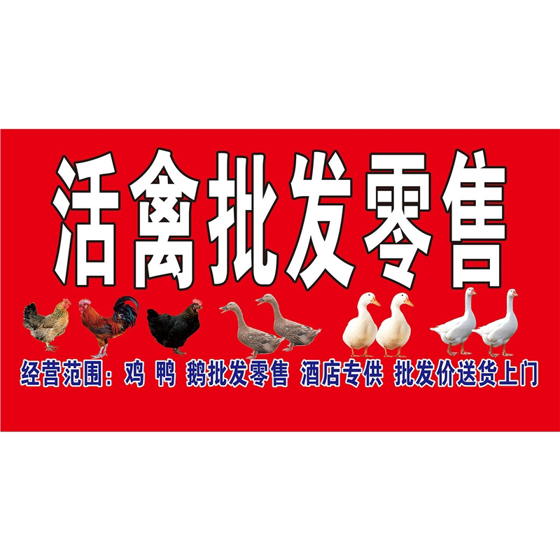 活禽批发零售海报展板鸡鸭批发零售长年供应鸡鸭鹅苗批发墙贴墙纸