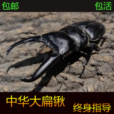 中华大扁锹锹形虫宠物甲虫成虫