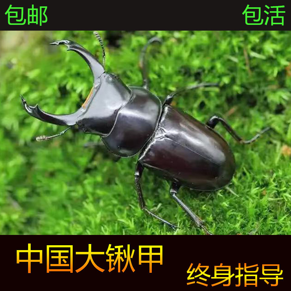 中国大锹甲 中大 锹形虫甲虫活体温顺好养 独角仙甲虫成虫 爬虫,宠物/宠物食品及用品,甲虫,淘宝优惠券,粉丝福利购,淘宝优惠卷