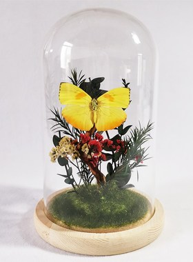 蝴蝶标本干花玻璃罩 收藏精品昆虫标本摆件 七夕节礼物 天然造景