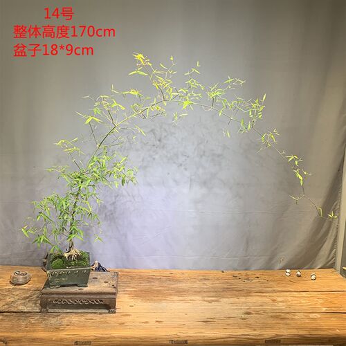 文人小叶簕竹阳台室内外桌面勒竹熟树H桩绿植庭院花园盆景茶馆盆