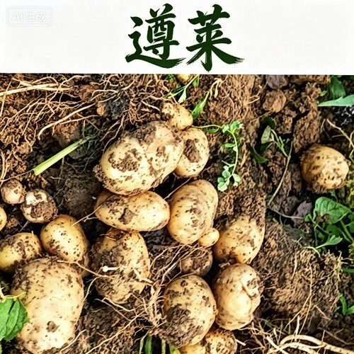遵莱遵义高山粉糯非转基因土豆