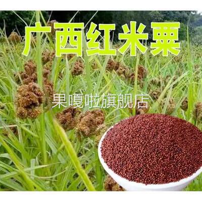 /粟米粟粉 粟粥原料 鸭脚粟鸡爪粟红粟米黑珍珠红小米粒可做种子