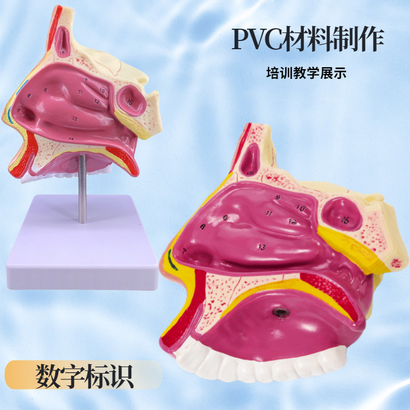 人体鼻腔鼻子解剖模型咽喉口鼻矢状解剖模型耳鼻喉科五官教学模型
