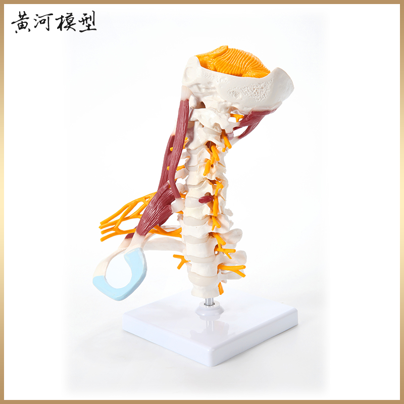 人体颈椎模型带肌肉神经脑干枕骨脊椎脊柱医学教学骨骼模型可拆装