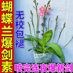 蝴蝶兰催花剑营养液促生根多箭素激发活力专用肥料防烂根杀菌药剂