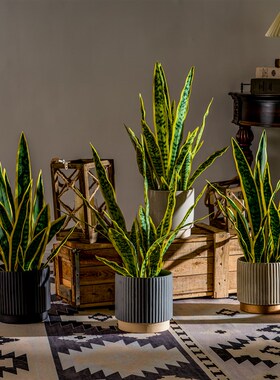 仿真虎皮兰绿植盆景m假树盆栽植物仿生室内客厅桌面办公室造景装
