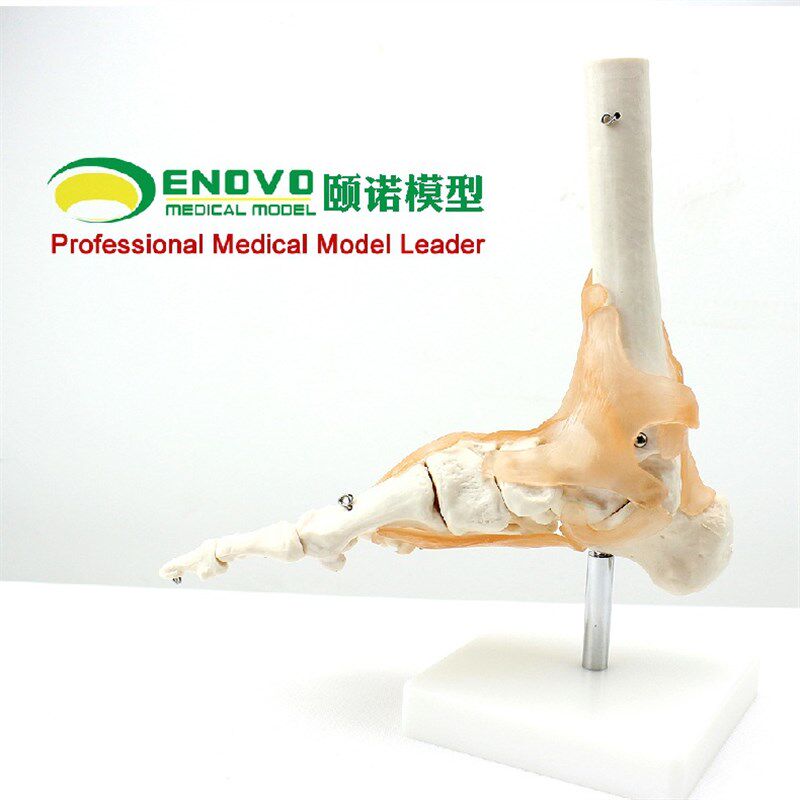 1:1脚关节模型带韧带足关节 脚骨股骨胫骨模型人体骨骼模型