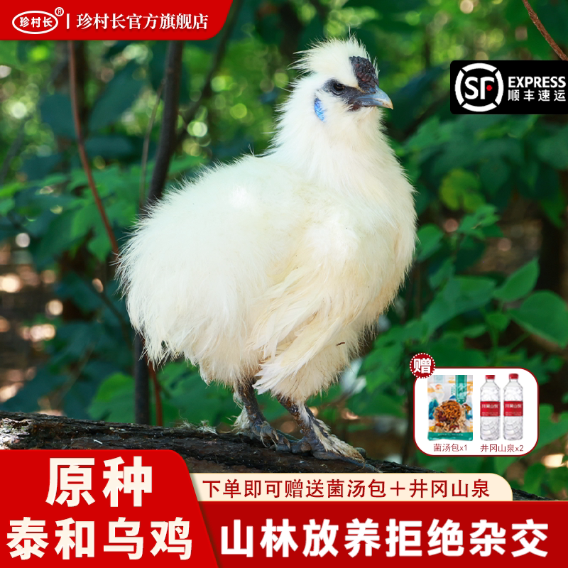 珍村长【泰和武山】原种泰和乌鸡