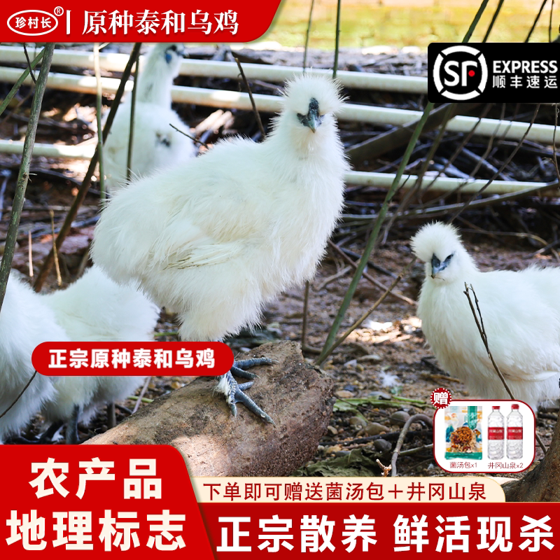 珍村长【泰和武山】原种泰和乌鸡