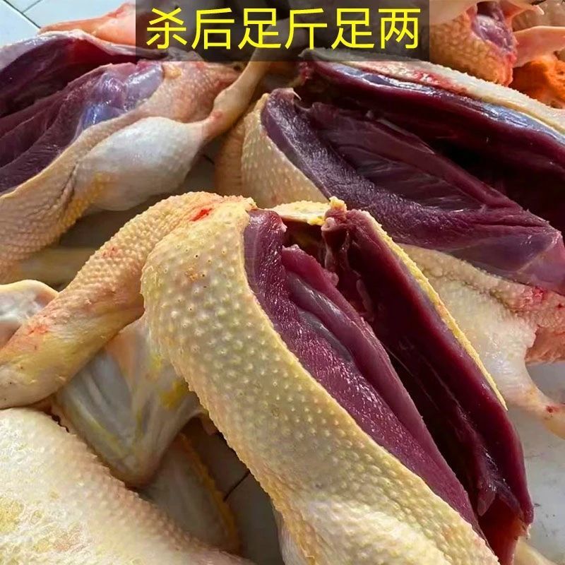 现杀新鲜驰雁飞鸭10斤土鸭子整只老鸭肉笨鸭番鸭鲜鸭黄皮非大鹅肉