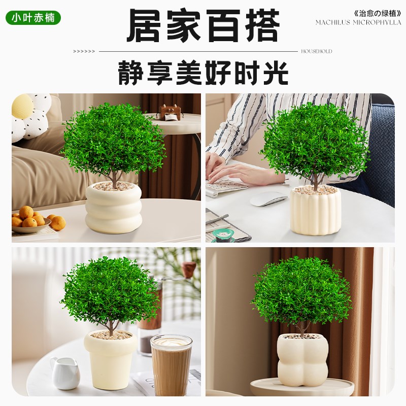 小叶赤楠盆景客厅办公室内情绪稳定绿植桌面迷你盆栽四季好养