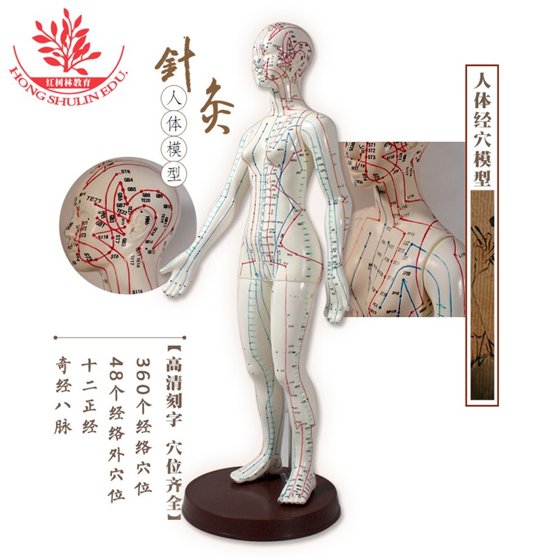女性48cm针灸模型经络穴位清晰代码标注中医针灸教学用小皮人扎针